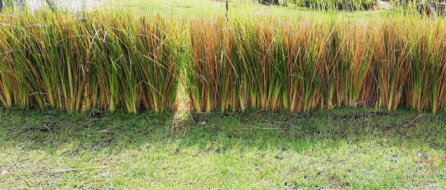Vetiver, una planta con diferentes usos y beneficios