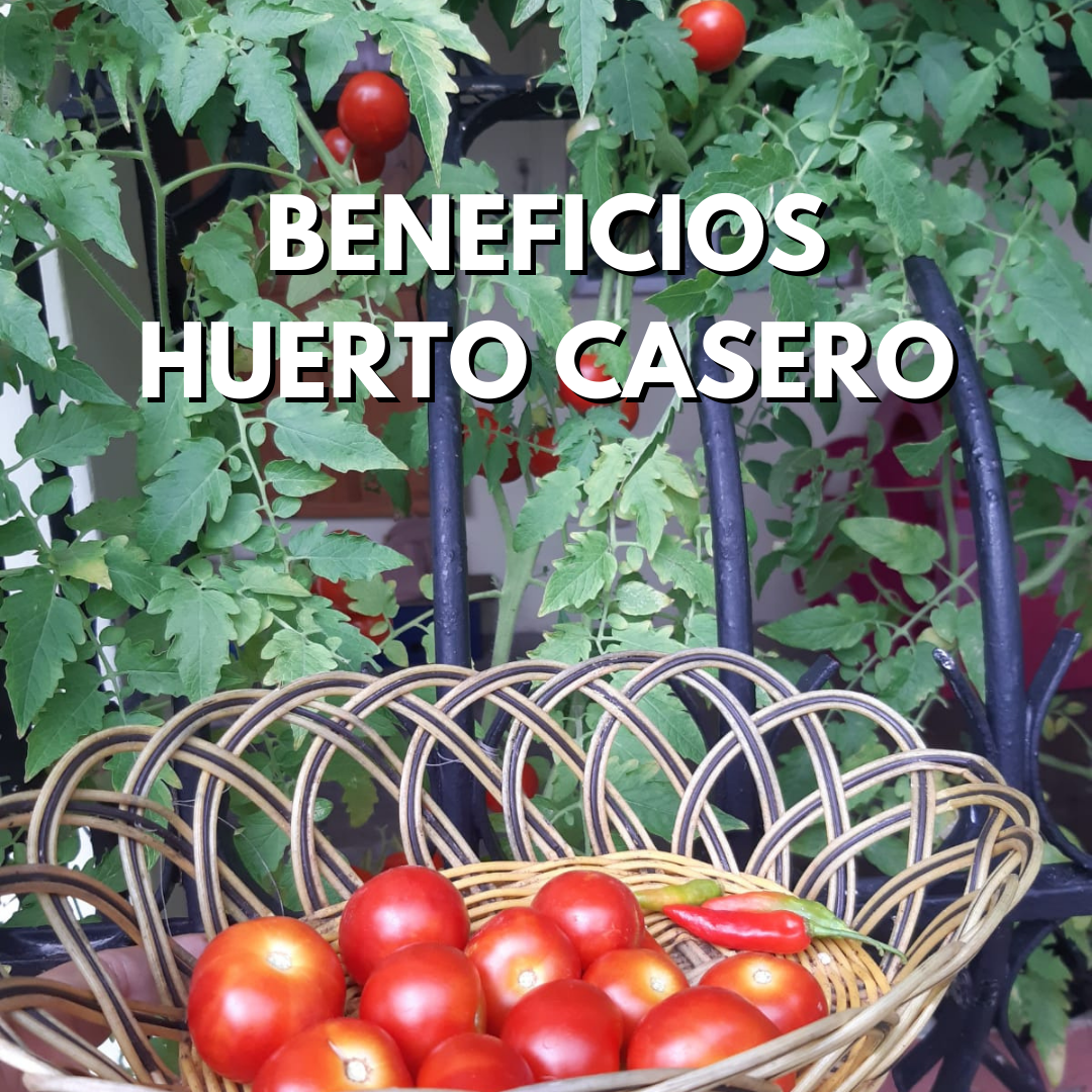 Conoce los beneficios de tener una huerta en casa?