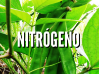 como funciona el ciclo del nitrogeno